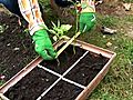 How to Choose Square Foot Gardening Plants