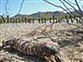 Gila Monster in the Wild