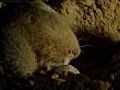 Damara mole rats