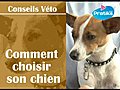 Comment choisir son chien