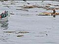 Man survives Japan tsunami after clinging to roof