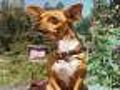 Beverly Hills Chihuahua