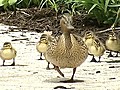 D.C. makes way for ducklings