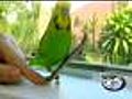 Skateboarding Bird Pops A Wheelie