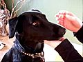 Watch Sayli flip and catch a treat!