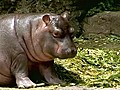 Baby hippo debuts in Indonesia