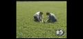 Mike Checks On Progress Of Alfalfa Crop