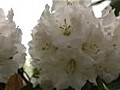 Royal wedding flowers sourced from Windsor Great Park