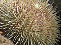 Strange Health Foods: Sea Urchin