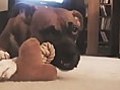 Funny Time Lapse Of Dog Destroying Toy