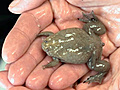 UC Berkeley News: First Frog Genome Sequenced