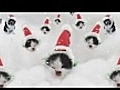 Jingle The Red Nosed Kitten HD SCREEN TEST 009B