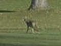 Coyote Sightings More Common In Twin Cities