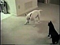 Combat entre un chien et un chat