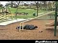 Skate Deck Wipeout at the Playground