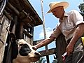 Electronic identification tags track cattle