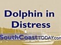 Dolphins In Distress