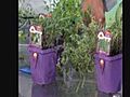 A.J.: Growing Herbs is Easy and Tasty