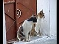 CHATS GRECS DE RHODES KARPATHOS ET CRETE