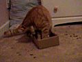 Cardboard Destruction!