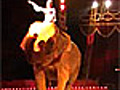 Elefante percosso,  denuncia via YouTube