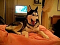 Un Husky déclare sa flamme