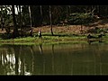 River Monsters - Giant Arapaima in the Amazon