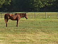 Royalty Free Stock Video HD Footage Horses Standing in a Field in South Florida