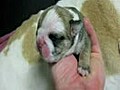 English Bulldog Puppies For Sale