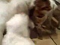 Un chat attaqué par une bande de chiots !