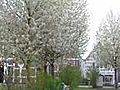 Altes Land-Kirschblüte in Jork