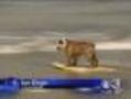 Surf Dog Competition Kicks Off In California