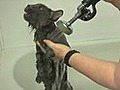 How to Bathe a Cat