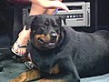 &#039;Kenya&#039; the rottweiler is looking for a loving home