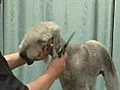 How to Groom the Head - Bedlington Terrier
