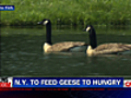 Moment of Zen - Doomed Geese