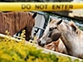 Hendra virus kills horse in Qld