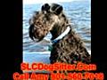 Dog Boarder Salt Lake,  SLC Dog Sitting, Affordable Dog Boarding