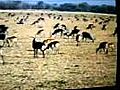 Deers jumping, sparring