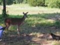 Fearless Deer Hunters!!!