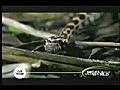 Praying Mantis attacks Snake