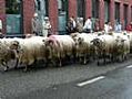 Herder met schapen in reuzen optocht Maastricht 30 mei 2010