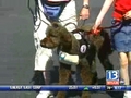 Lifesaving Labradoodle Guides Autistic Teen