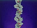 Nucleic Acids - DNA / ADN