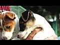 Jack Russell Puppys