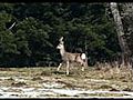 portraits de chevreuils !!!!