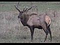 The Elk Herd of Elk County