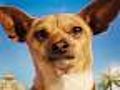 Beverly Hills Chihuahua