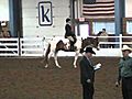 Who Painted Me - Hunter Under Saddle For Sale