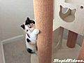 Hyper Kitty Loves To Climb